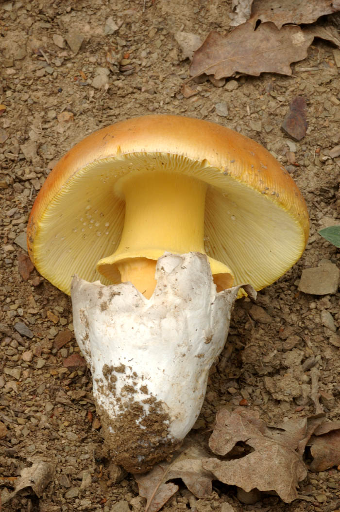 0001b-Muchomrka_csaka-Amanita_caesarea-av.jpg