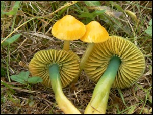 -Voskovka papou - Hygrocybe psittacina 4.jpg