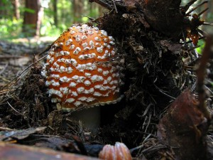 100920_04_Radejov_Amanita muscaria.jpg