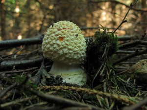 100920_07_Radejov_Amanita muscaria.jpg