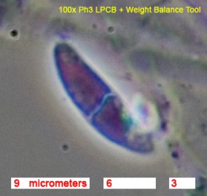 100x_LPCB_Ph3.jpg