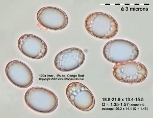 100xCR-Spores-Ch.PruznyAsi.jpg