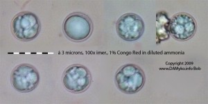 100xCR-vytrusy-03.jpg