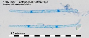 100xLPCB-Spores-1.jpg