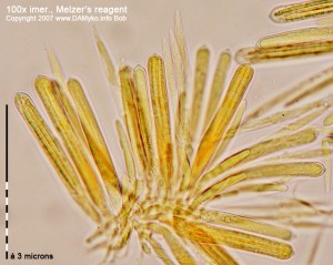 100xMR-Hymenium-1.jpg