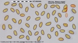 100xMR-spores.jpg
