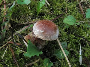 101008_03_Nechvalin.jpg