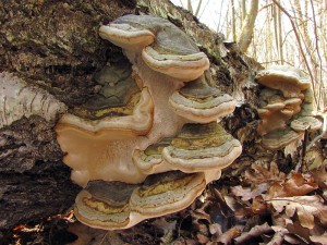 110313_14_Hodoninsko_Fomes fomentarius.jpg