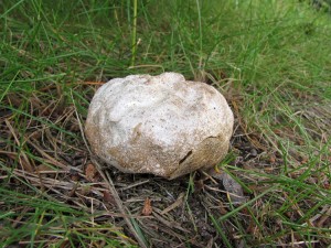 110612_03_Calvatia candida.jpg