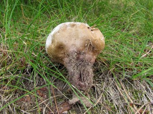 110612_04_Calvatia candida.jpg