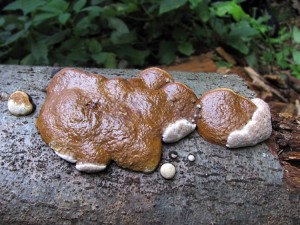 110628_17_Fomitopsis pinicola.jpg