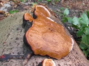 110628_18_Fomitopsis pinicola.jpg