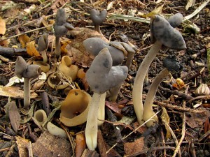 110709_02_Helvella atra.jpg