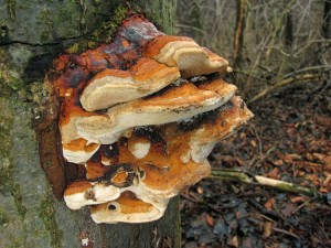 120122_07_Fomitopsis pinicola.jpg