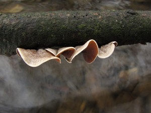 120122_08_Schizophyllum amplum.jpg