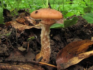 120610_Armillaria gallica.jpg