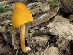 120617_11_Zdanice_Pluteus leoninus_zz.jpg