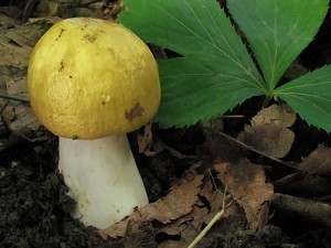 120623_06_Zdanice_Russula ochroleuca_zz.jpg