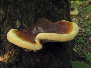 120701_05__Ganoderma resinaceum_zz.jpg