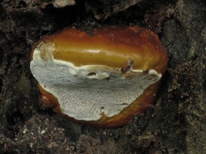 120701_06__Ganoderma resinaceum_zz.jpg