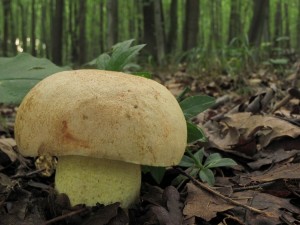 120730_03_Hemileccinum impolitum_zz.jpg