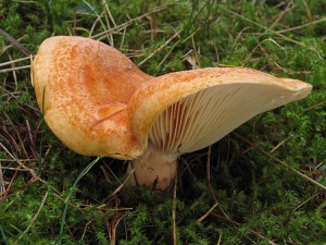 121026_Lactarius porninsis_zz.jpg