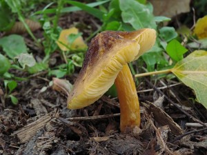 121104_01_Pluteus romellii_zz.jpg