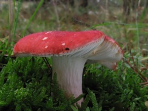 121124_8_Russula xerampelina_zz.jpg