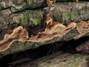 121125_02_Veselsko_Phellinus conchatus_zz.jpg