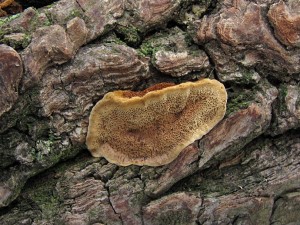 121125_05_Veselsko_Phellinus conchatus_zz.jpg