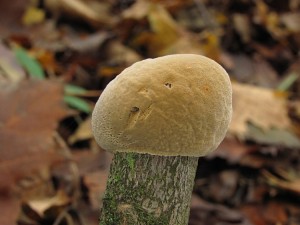 121125_06_Veselsko_Phellinus igniarius_zz.jpg