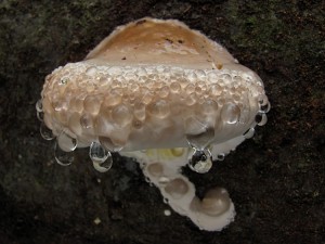 121125_13_Fomitopsis pinicola_zz.jpg