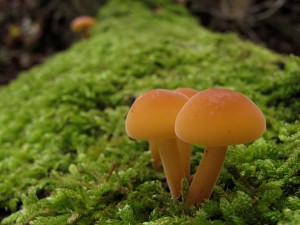 121125_15_Flammulina cf. velutipes_zz.jpg