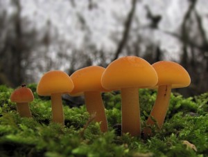 121125_19_Flammulina cf. velutipes_zz.jpg