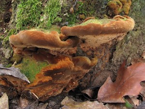 121202_01_Veselsko_Phellinus torulosus_zz.jpg