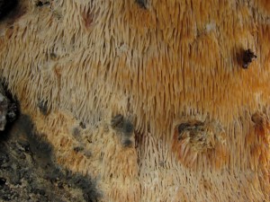 130117_04_Sarcodontia crocea_zz.jpg