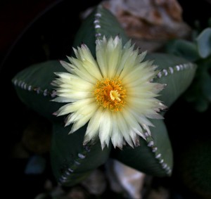 1astrophytum.jpg