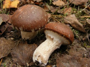 2009_09240005.jpg