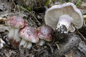 avnatka holubinkov - Hygrophorus russula.jpg