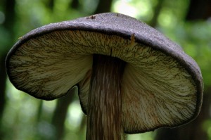 ttovka ernolem - Pluteus atromarginatus (1).jpg