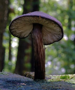 ttovka ernolem - Pluteus atromarginatus (3).jpg