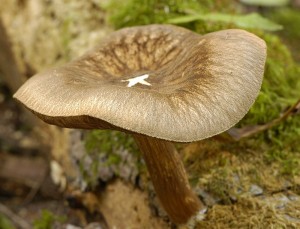 ttovka stinn - Pluteus umbrosus.jpg