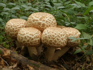 Agaricus bohusii.jpg