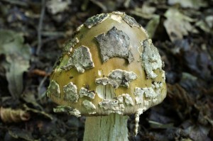 Amanita_ceciliae2.jpg