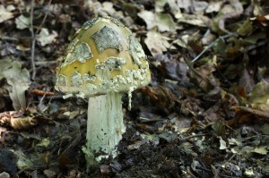 Amanita_ceciliae.jpg