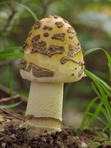 Amanita ceciliae.jpg