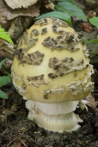 amanita_ceciliae_odm_19_2.jpg