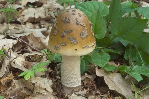 amanita_ceciliae_odm_20.jpg