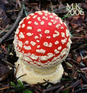 Amanita_muscaria.jpg