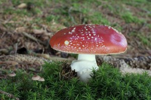 Amanita muscaria.jpg